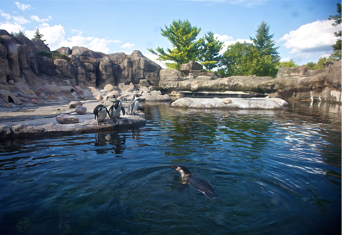 Penguin Exhibit Rosamond Gifford Zoo